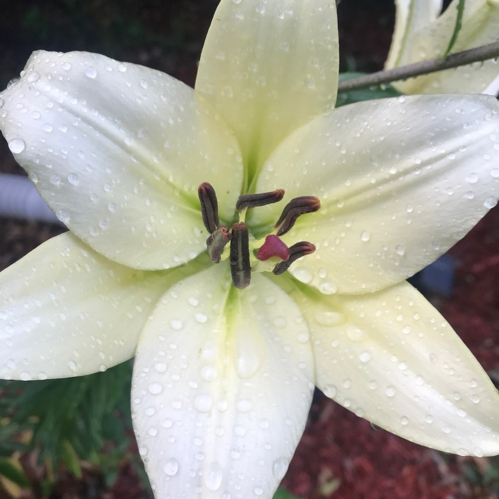 Meet your Posher, Elly